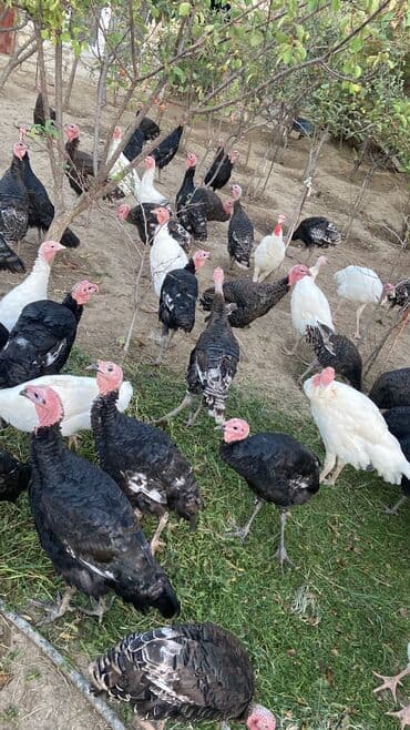 Salam super sağlan hinduşkalardır 40yaxındır çəkili heyvanlardır unvan lalafo.az -da Salam super sağlan hinduşkalardır 40yaxındır çəkili heyvanlardır unvan