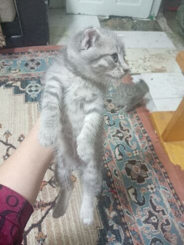 Britan, Erkək, Yaxşı əllərə, Ünvandan götürmə lalafo.az -da Britan, Erkək, Yaxşı əllərə, Ünvandan götürmə