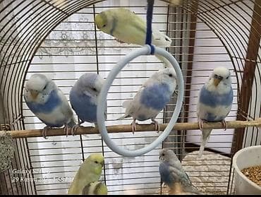 Məhsul: Dalmaçinski rəngli (mavi-ağ tonlarda) dimdikli dalğalı lalafo.az -da Məhsul: Dalmaçinski rəngli (mavi-ağ tonlarda) dimdikli dalğalı