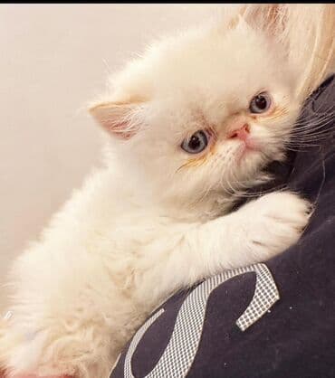 Ekzot lalafo.az -da Ekzot