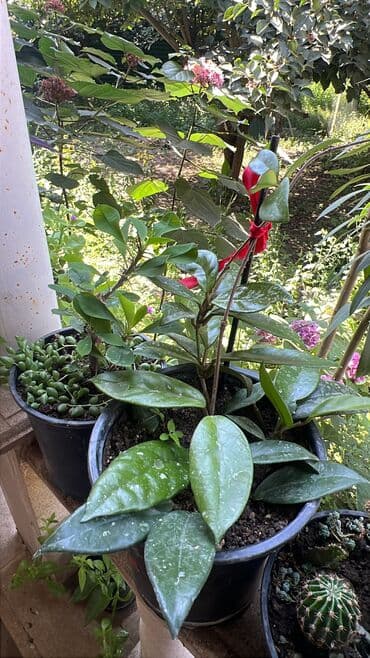 Butun guleri endirimnen satiram ancag xanimlara satiw olur lalafo.az -da Butun guleri endirimnen satiram ancag xanimlara satiw olur