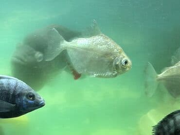 Balıqlar: Tetra balığı, Sülhsevər lalafo.az -da — 2 Balıqlar: Tetra balığı, Sülhsevər — 2