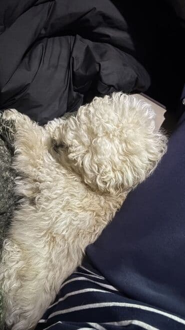 Pudel, 3 ay, Dişi, Peyvəndli, Ünvandan götürmə lalafo.az -da Pudel, 3 ay, Dişi, Peyvəndli, Ünvandan götürmə