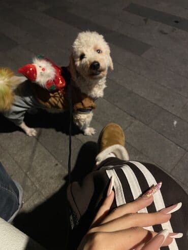 Pudel, 1 il, Erkek, Cütləşmə üçün, Pulsuz çatdırılma lalafo.az -da Pudel, 1 il, Erkek, Cütləşmə üçün, Pulsuz çatdırılma