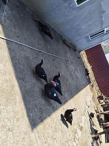 Diri çəki ilə də satilir kəsilmisdə satilir kilosu 15azn lalafo.az -da Diri çəki ilə də satilir kəsilmisdə satilir kilosu 15azn