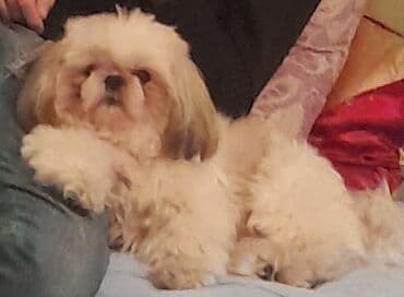 Shi-tsu, 4 il, Erkek, Cütləşmə üçün lalafo.az -da Shi-tsu, 4 il, Erkek, Cütləşmə üçün