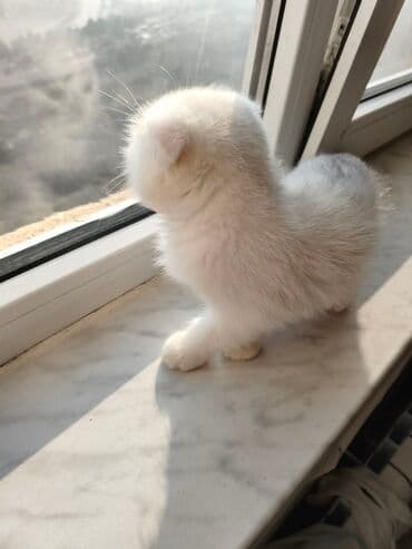 Şotland yastı qulaq, Yaxşı əllərə lalafo.az -da Şotland yastı qulaq, Yaxşı əllərə