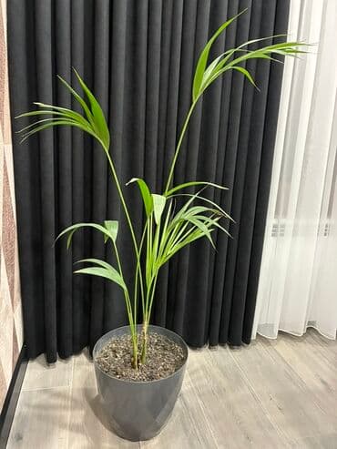 Areka xurması (Dypsis lutescens) – dekorativ otaq palmisi - Uzun lalafo.az -da Areka xurması (Dypsis lutescens) – dekorativ otaq palmisi - Uzun