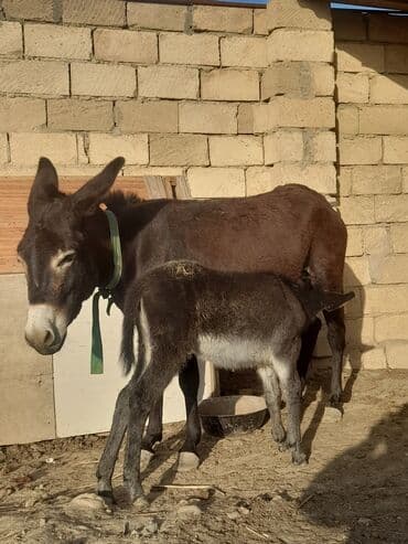 Salam Eşşək südü satılır 250ml-20 azn Ətraflı məlumat lalafo.az -da Salam Eşşək südü satılır 250ml-20 azn Ətraflı məlumat