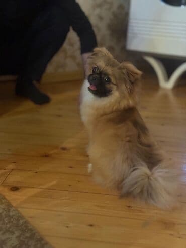 Pekines lalafo.az -da Pekines