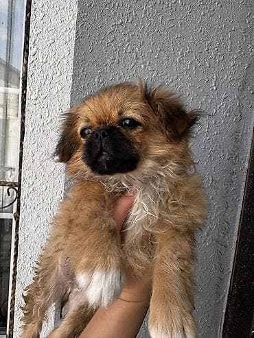 Pekines, 2 ay, Dişi lalafo.az -da Pekines, 2 ay, Dişi