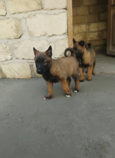 Belçika çoban iti, 1 ay, Ödənişli çatdırılma lalafo.az -da Belçika çoban iti, 1 ay, Ödənişli çatdırılma