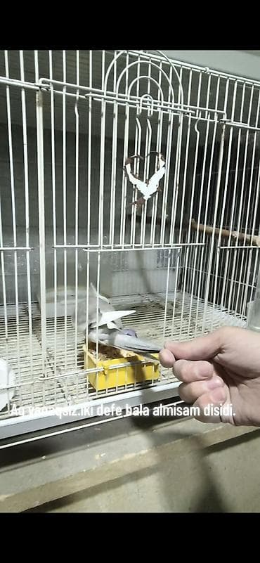 Hazir yanaqsiz disi karella 2 defe bala alinib.90 lalafo.az -da Hazir yanaqsiz disi karella 2 defe bala alinib.90