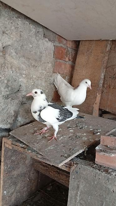 Bir cut temiz drakonlar kimde var aliram lalafo.az -da Bir cut temiz drakonlar kimde var aliram