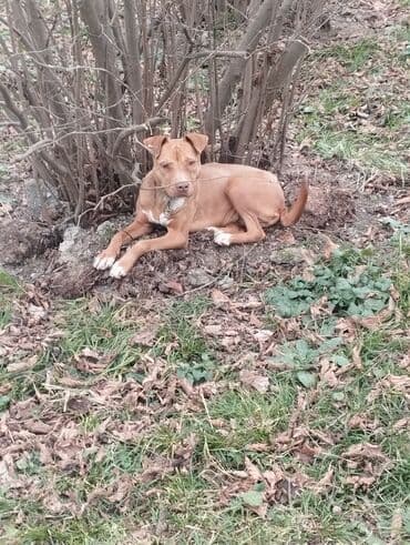 Pitbul dişi satilir reyal alçı yasin lalafo.az -da Pitbul dişi satilir reyal alçı yasin