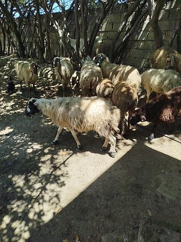 Qoyun sürüsü satılır 5 ana 5 bala yasdi hevanlardi cəmi 10 hevadi 2250 lalafo.az -da Qoyun sürüsü satılır 5 ana 5 bala yasdi hevanlardi cəmi 10 hevadi 2250