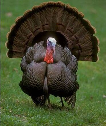 Hinduşqalar satılır lalafo.az -da Hinduşqalar satılır