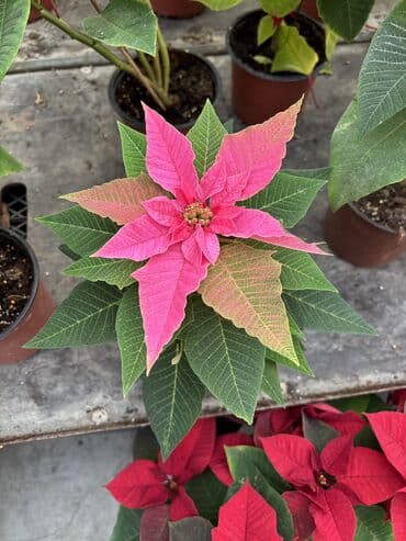 Bitki dərmanları: Atatürk gülləri qiymət çəhrayı ağlar kiçik ölçülər 12azn böyüklər lalafo.az -da — 6 Bitki dərmanları: Atatürk gülləri qiymət çəhrayı ağlar kiçik ölçülər 12azn böyüklər — 6