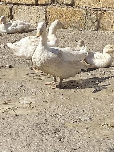 Pekinlər 3-4 ayn heyvanlarıdı Heyratılarnan barter olunur həmdə lalafo.az -da Pekinlər 3-4 ayn heyvanlarıdı Heyratılarnan barter olunur həmdə