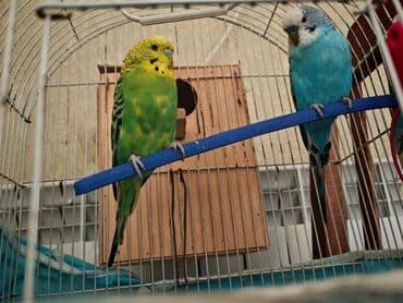 Tutuquşular qəfəslə birgə satılır. Bir dişi, bir erkək lalafo.az -da Tutuquşular qəfəslə birgə satılır. Bir dişi, bir erkək