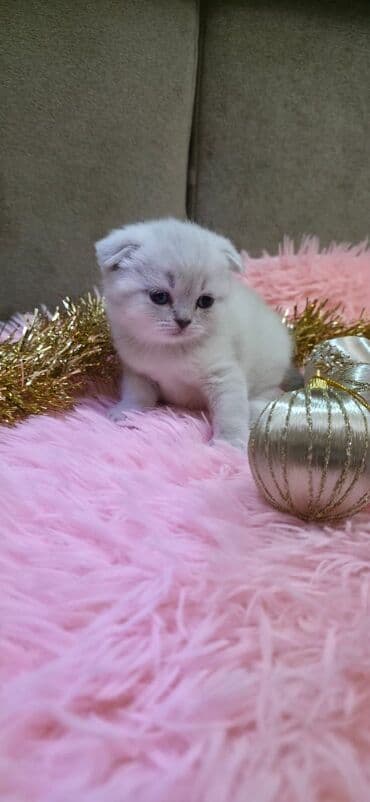 Şotland yastı qulaq, Erkək, Dişi lalafo.az -da Şotland yastı qulaq, Erkək, Dişi