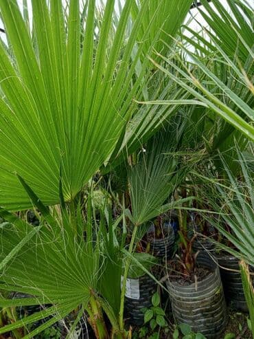 Vasiqton sortudu bular her olcude var boyukler 20 manatdi oz lalafo.az -da — 2 Vasiqton sortudu bular her olcude var boyukler 20 manatdi oz — 2