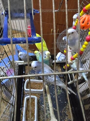 Сёдла: Salam gördüynüz papuqaylar satılır.her rengde var 10 eded quşdu 2 at lalafo.az — 3 Сёдла: Salam gördüynüz papuqaylar satılır.her rengde var 10 eded quşdu 2 — 3