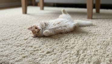 Erkək, Dişi, Yaxşı əllərə lalafo.az -da Erkək, Dişi, Yaxşı əllərə