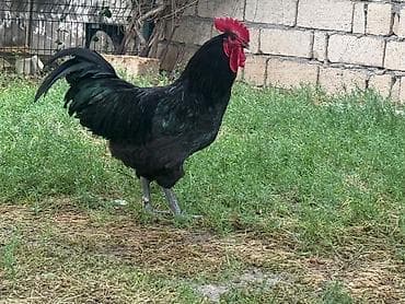 Xoruz, il: <1, Ünvandan götürmə lalafo.az -da Xoruz, il: <1, Ünvandan götürmə