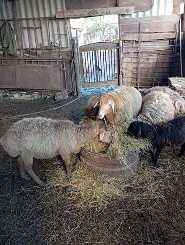 Erkek quzular 15.18.20.kilouq quzular lalafo.az -da Erkek quzular 15.18.20.kilouq quzular