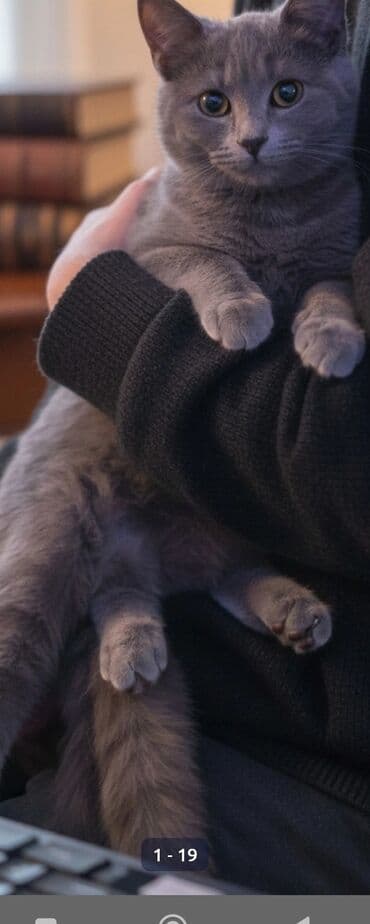 Shotland pişik balası bütün əşyaları var alan şəxsə pulsuz təqdim lalafo.az -da Shotland pişik balası bütün əşyaları var alan şəxsə pulsuz təqdim