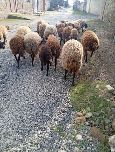 Qoyun sürüsü satılır. - Fotoşəkildəki kimi qarışıq rəngli və cinsli lalafo.az -da Qoyun sürüsü satılır. - Fotoşəkildəki kimi qarışıq rəngli və cinsli