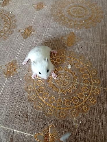 SALAM ÖZLƏRİ YEMƏK YEYƏ BİLİR GÖZLƏRİ AÇILIP AĞ HAMSTERLƏR🐭🐹 İSTƏYƏN lalafo.az -da SALAM ÖZLƏRİ YEMƏK YEYƏ BİLİR GÖZLƏRİ AÇILIP AĞ HAMSTERLƏR🐭🐹 İSTƏYƏN