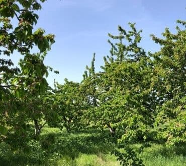 20 sot, Tikinti, Mülkiyyətçi, Kupça (Çıxarış) lalafo.az -da 20 sot, Tikinti, Mülkiyyətçi, Kupça (Çıxarış)