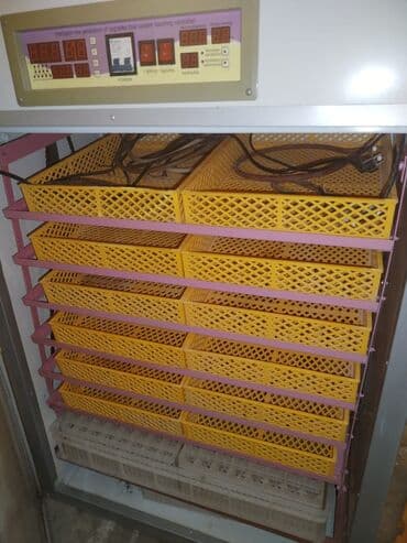 Экстракторы масла: 1056 yumurta tutumu var 5 rejimi var qaz ördək bildirincin hinduska at lalafo.az — 3 Экстракторы масла: 1056 yumurta tutumu var 5 rejimi var qaz ördək bildirincin hinduska — 3