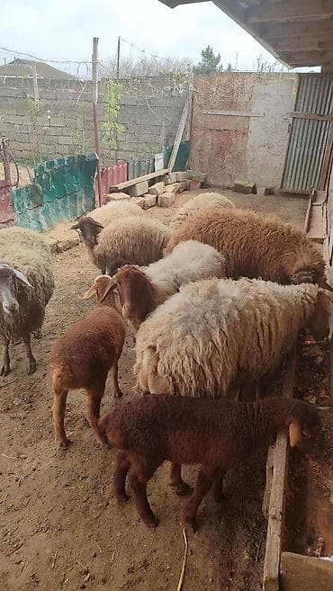 7 Baş heyvandi. 4 ədəd yanibala ( 2erkek 2 dişi balalar) Bir Erkek qoç lalafo.az -da 7 Baş heyvandi. 4 ədəd yanibala ( 2erkek 2 dişi balalar) Bir Erkek qoç