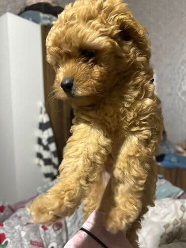 Pudel lalafo.az -da Pudel