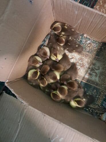 Lal ördəy balaları hamsını götürən olsa danışmaq olar lalafo.az -da Lal ördəy balaları hamsını götürən olsa danışmaq olar