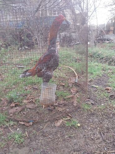 May beçəsidi. Yaxşı cinsi qanı var. Bakıda döyüşən akkaşın lalafo.az -da May beçəsidi. Yaxşı cinsi qanı var. Bakıda döyüşən akkaşın