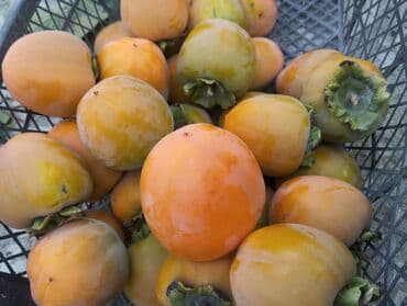 Xurma Şiş burun(Yaponiya sortu) bunan 80 100 kq var lalafo.az -da Xurma Şiş burun(Yaponiya sortu) bunan 80 100 kq var