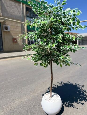 Bitki dərmanları: Böyük ölçülü dekorativ süni bitkilər – interyer üçün real görünüşlü lalafo.az -da — 7 Bitki dərmanları: Böyük ölçülü dekorativ süni bitkilər – interyer üçün real görünüşlü — 7