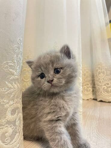 Britan, Dişi lalafo.az -da Britan, Dişi