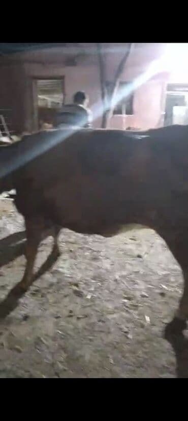 Dişi, il: 2, Ətlik lalafo.az -da Dişi, il: 2, Ətlik