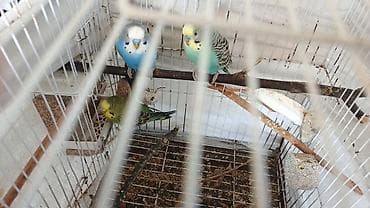 2 erkək quş 1 yaşları var hazır qızğın vaxtındadır, 1 dişi quş 6 lalafo.az -da 2 erkək quş 1 yaşları var hazır qızğın vaxtındadır, 1 dişi quş 6