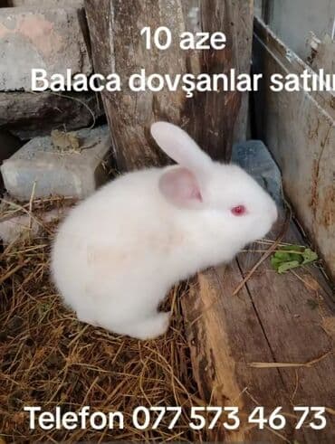 Məhsul: Balaca dovşanlar • Rəng: tam ağ tüklü • Gözlər: qırmızı • lalafo.az -da Məhsul: Balaca dovşanlar • Rəng: tam ağ tüklü • Gözlər: qırmızı •