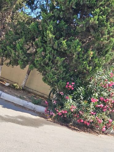 Kureyerlik işi isdeyrəm Sərbəsd Paltar ətir aksisuarlar belə iş olsa lalafo.az -da Kureyerlik işi isdeyrəm Sərbəsd Paltar ətir aksisuarlar belə iş olsa