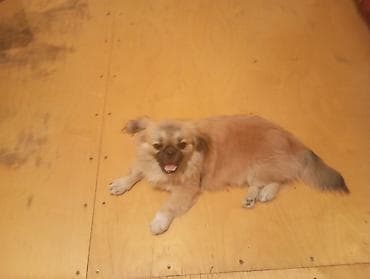 Pekines lalafo.az -da Pekines