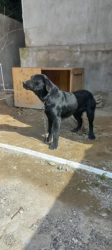 Labrador-retriver, 9 ay, Dişi, Peyvəndli, Ünvandan götürmə lalafo.az -da Labrador-retriver, 9 ay, Dişi, Peyvəndli, Ünvandan götürmə