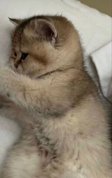 Qızıl şinşilla, Dişi, Yaxşı əllərə, Pulsuz çatdırılma, Ödənişli çatdırılma lalafo.az -da Qızıl şinşilla, Dişi, Yaxşı əllərə, Pulsuz çatdırılma, Ödənişli çatdırılma