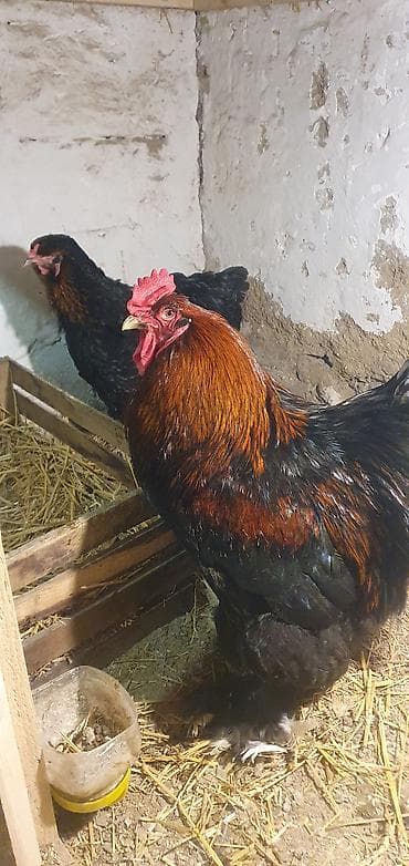Satılır: iri cüssəli toyuq-xoruzlar (ehtimalən Brama tipli) - Rəng lalafo.az -da Satılır: iri cüssəli toyuq-xoruzlar (ehtimalən Brama tipli) - Rəng